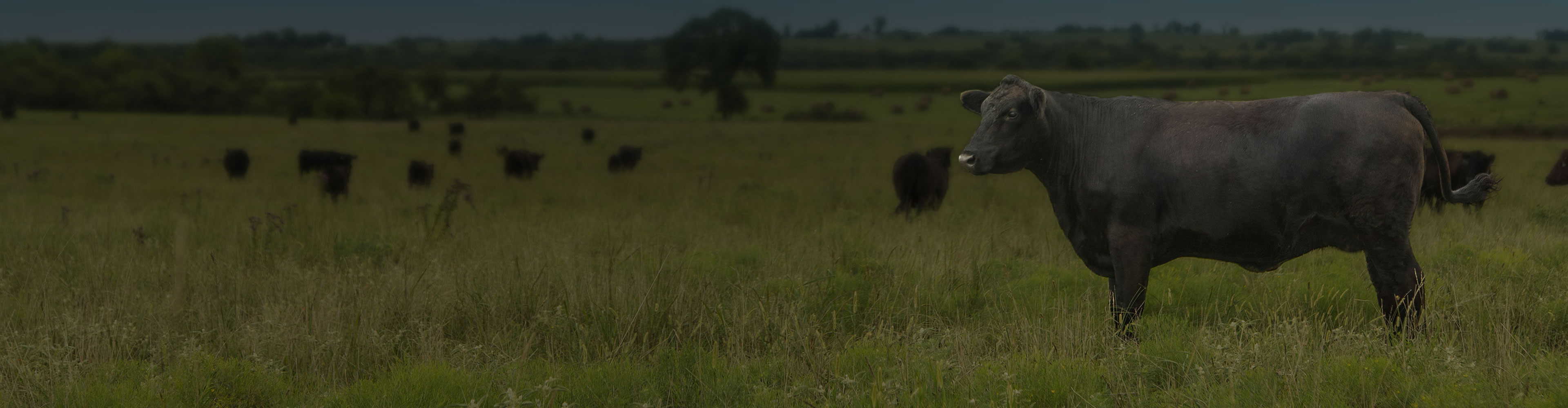 Black Angus cow in the foreground of an open pasture with additional cattle grazing in the distance under a blue sky.