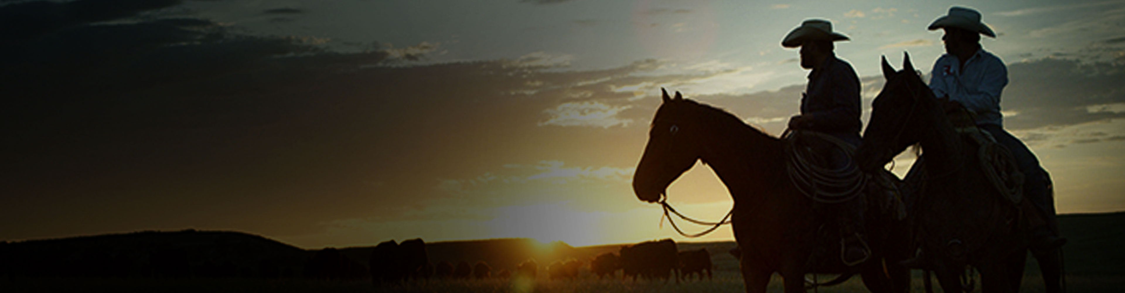 Two riders on horseback herding cattle at sunset.