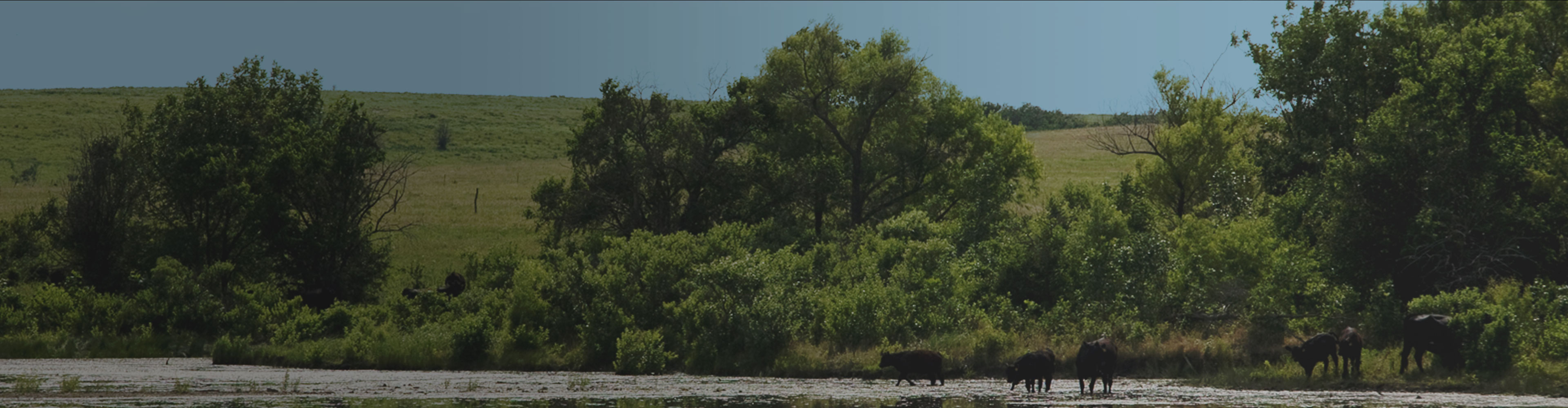 Cattle grazing near a tree-lined pond on a sunny day.