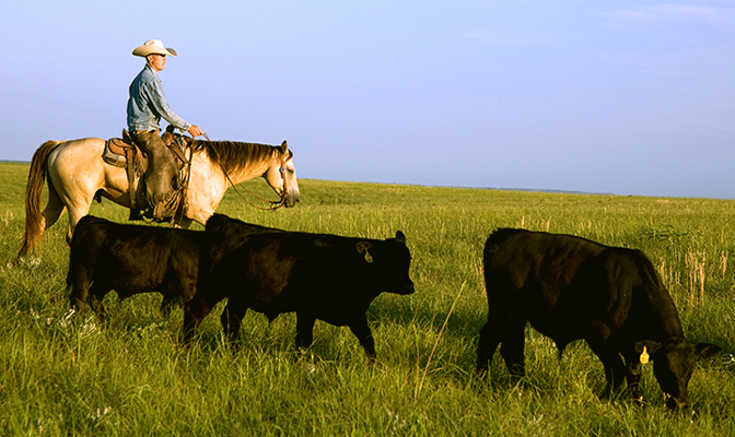 Rancher on horseback guiding black cattle across a grassy pasture.