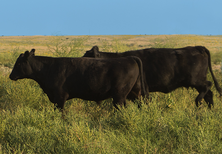 Cattle in a field with a blue sky.