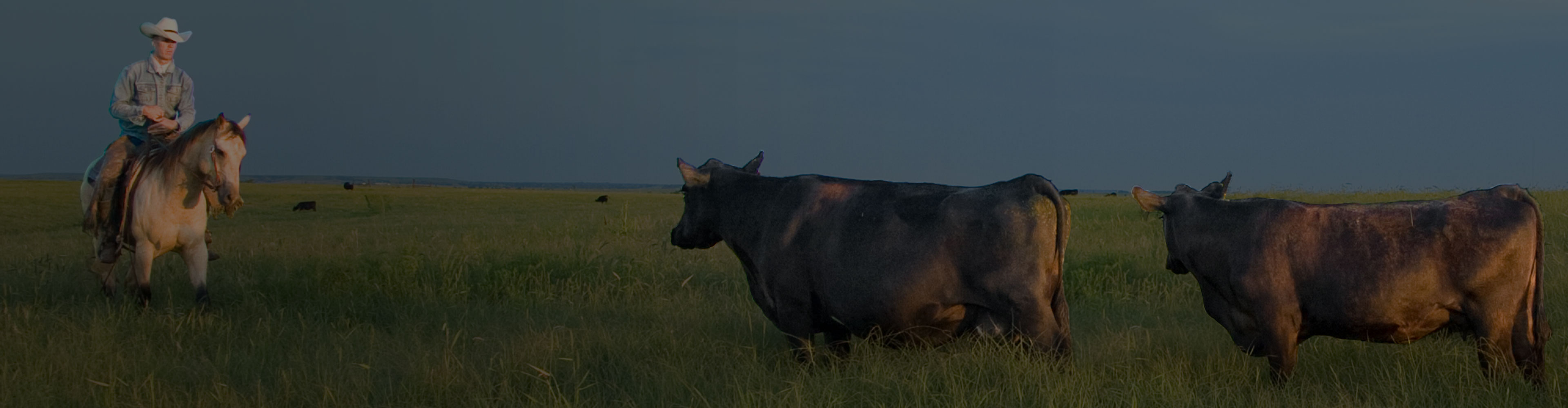 Rancher on horseback in an open field facing two cattle in tall grass.