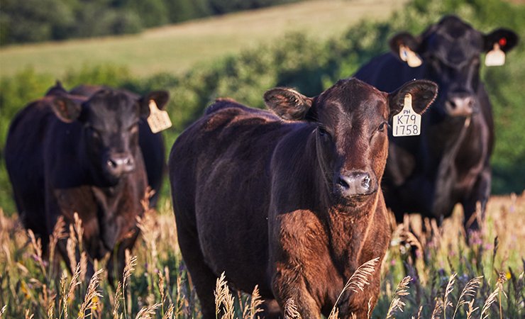 Close-up of several cattle standing in tall grass with trees in the background.
