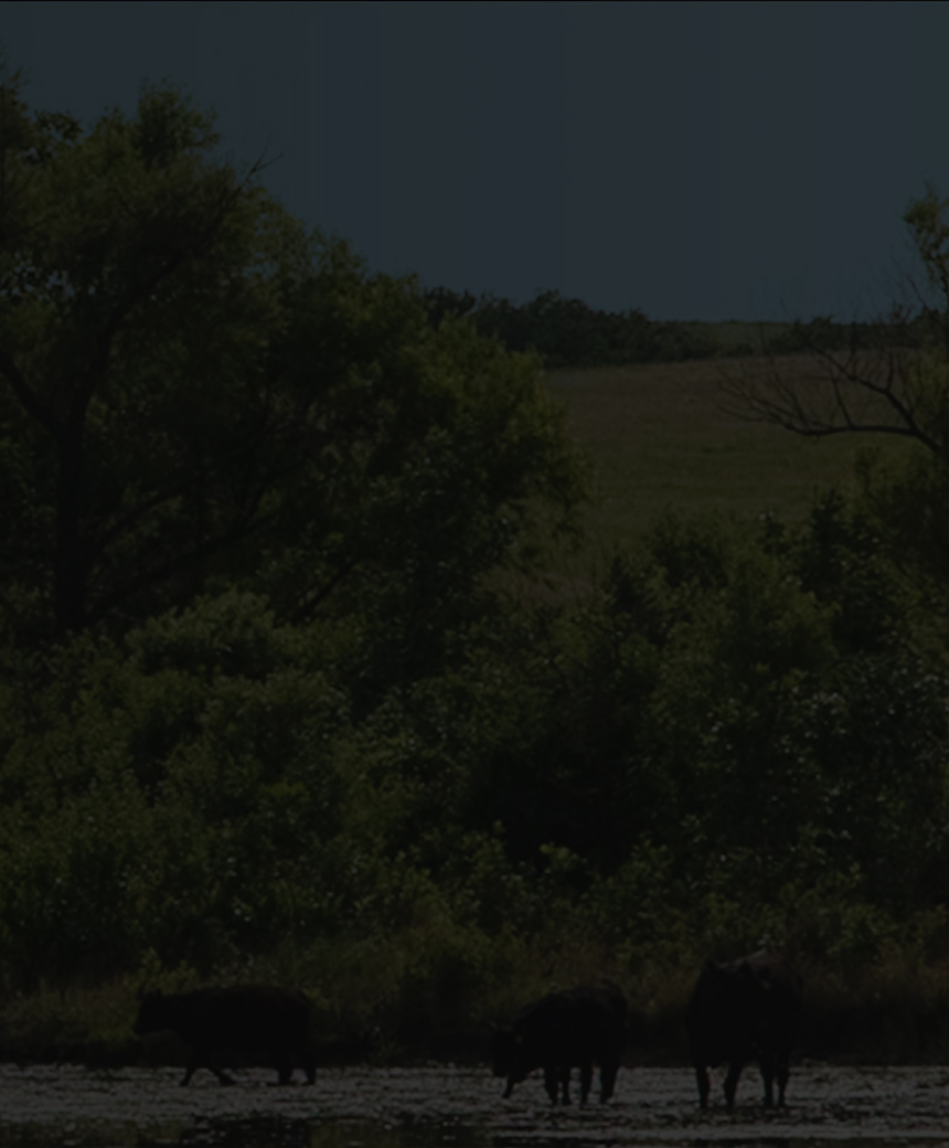 Cattle grazing near a tree-lined pond on a sunny day.