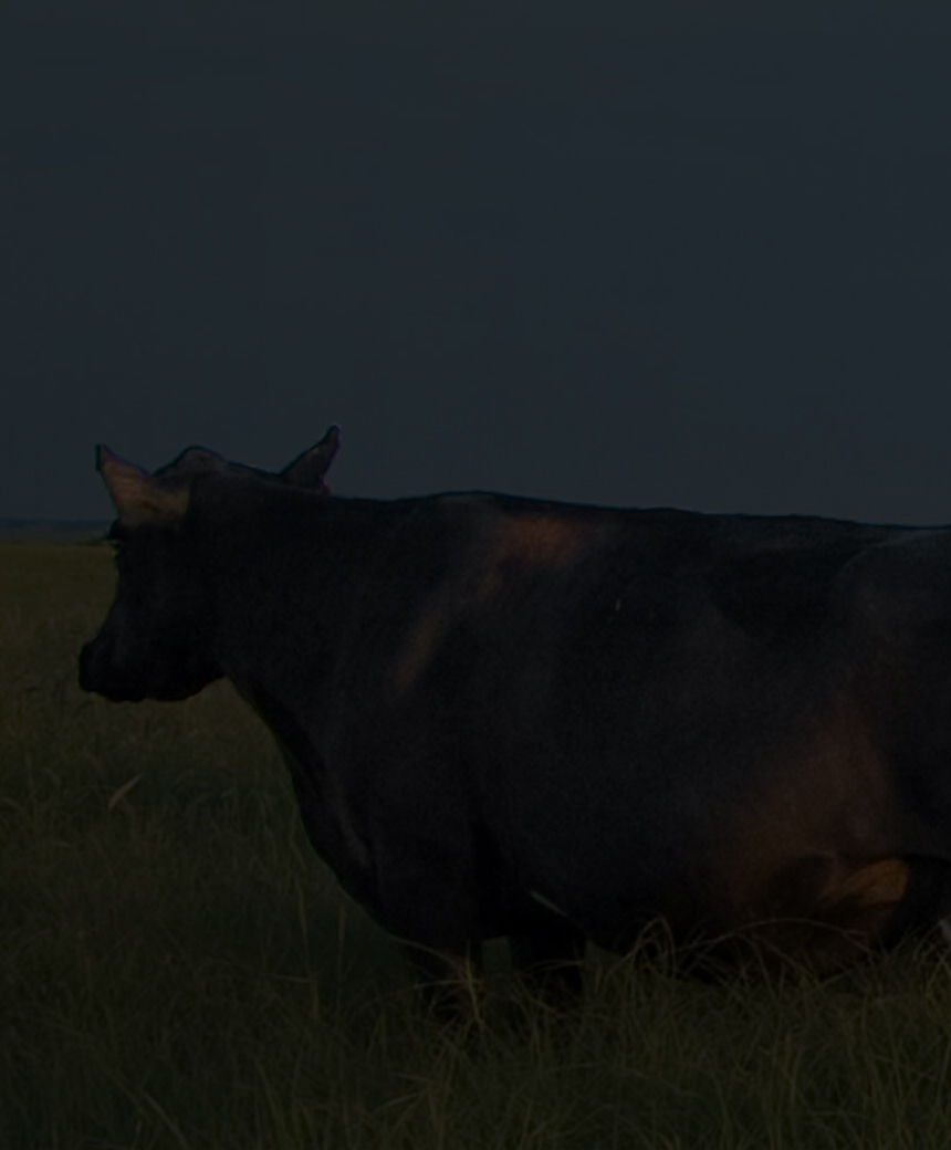 Rancher on horseback in an open field facing two cattle in tall grass.