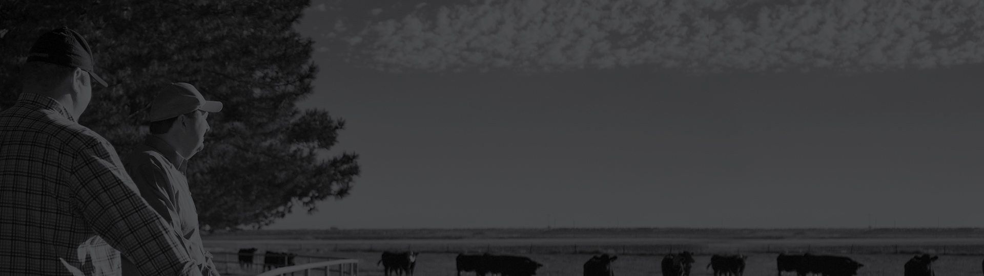 Two ranchers stand at a fence line watching a distant herd of cattle under a wide cloudy sky