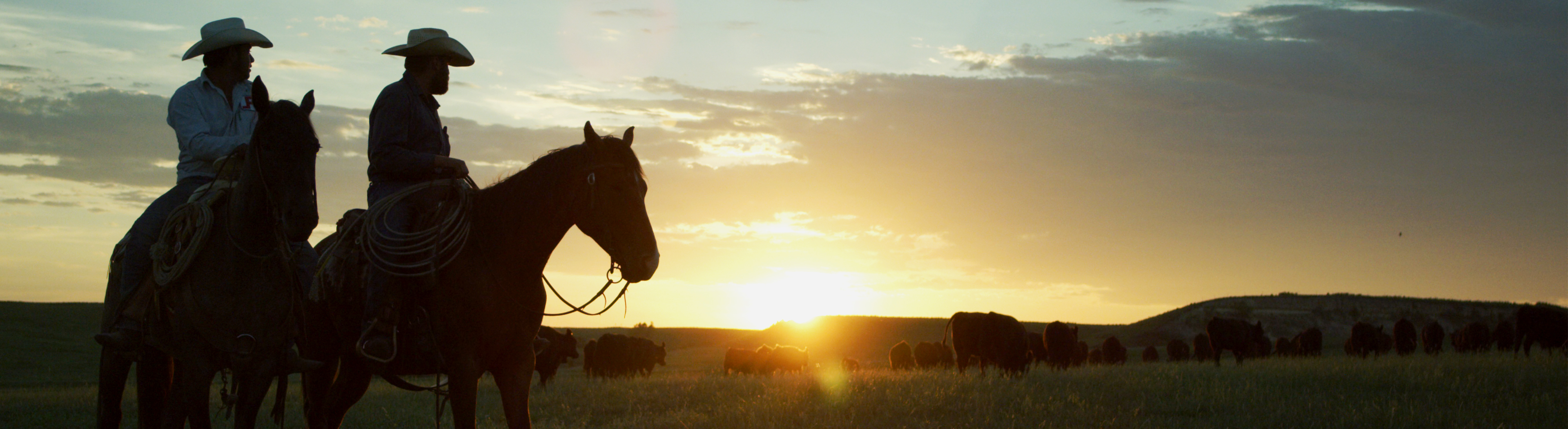 Cowboy on horseback in a pasture at sunset with a herd of cattle in the background