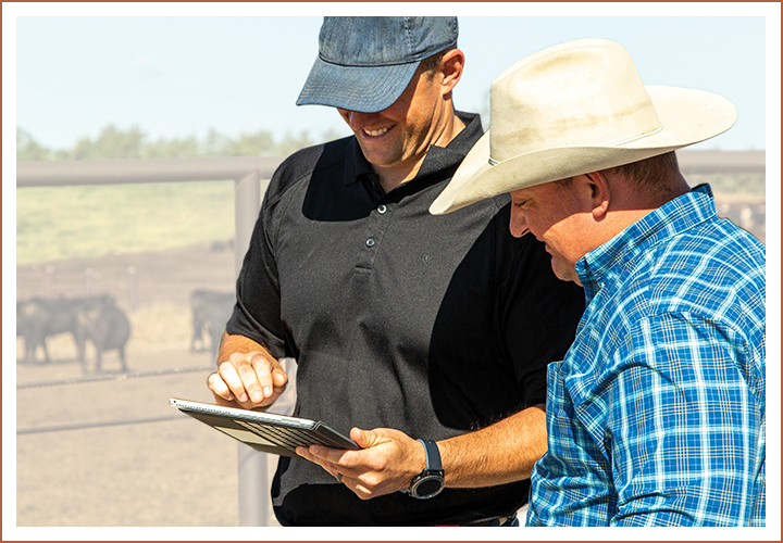 Two cattlemen reviewing information on a tablet at a feedlot
