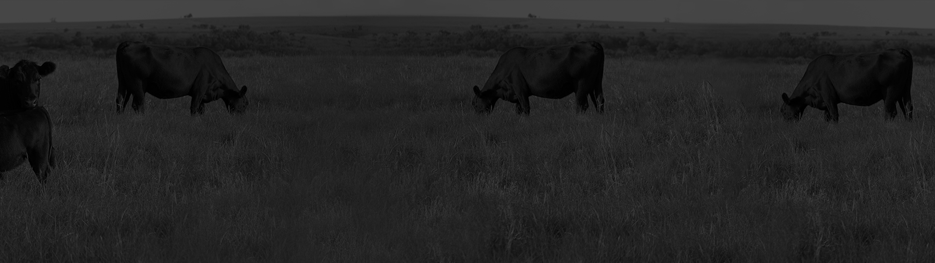 Darkened pasture background with Angus cattle grazing in tall grass