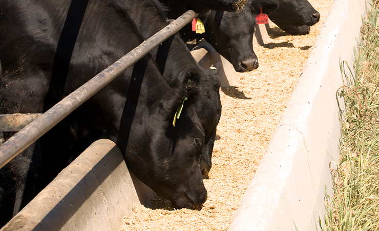 Black cattle eating grain from a concrete feed bunk