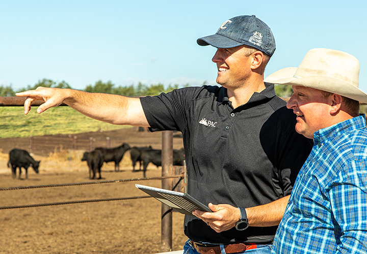 Two men stand in a cattle pen, discussing while pointing towards cows in the background.