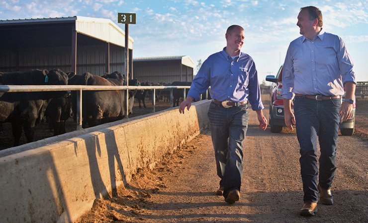 Two men walk and talk along a feedlot alley with cattle and barns behind them
