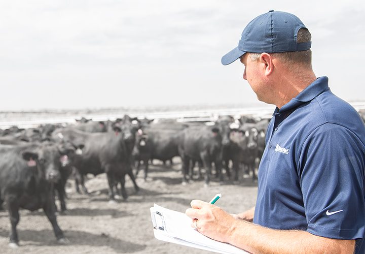 Man in blue shirt taking notes while observing cattle.