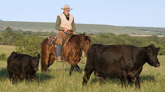 Two black cattle grazing in a grassy pasture.