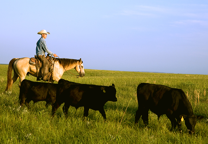 Rancher on horseback guiding cattle across a grassy field.