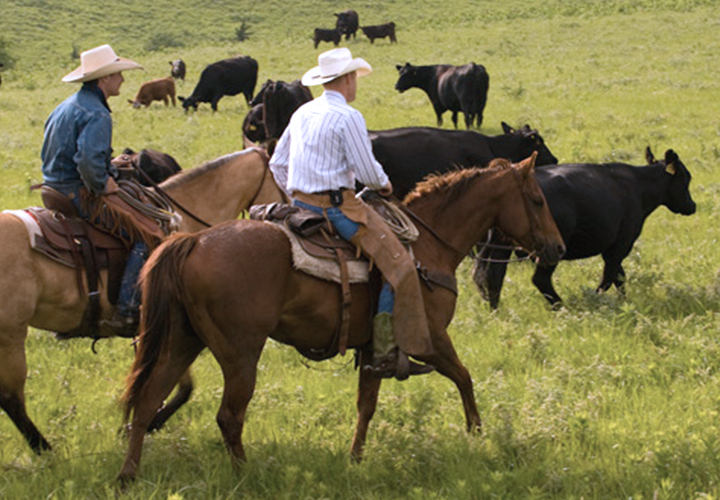 Cowboy on horseback guiding cattle in a field.