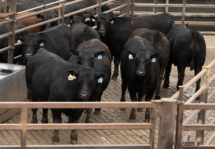 Group of black cattle standing in fenced feedlot pens.