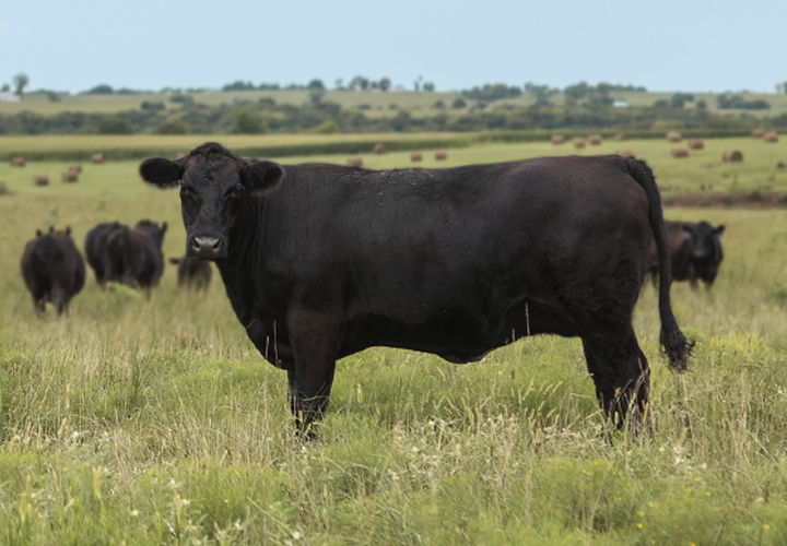 A single Black Angus steer facing the camera with other Black Angus cattle grazing in a field in the background
