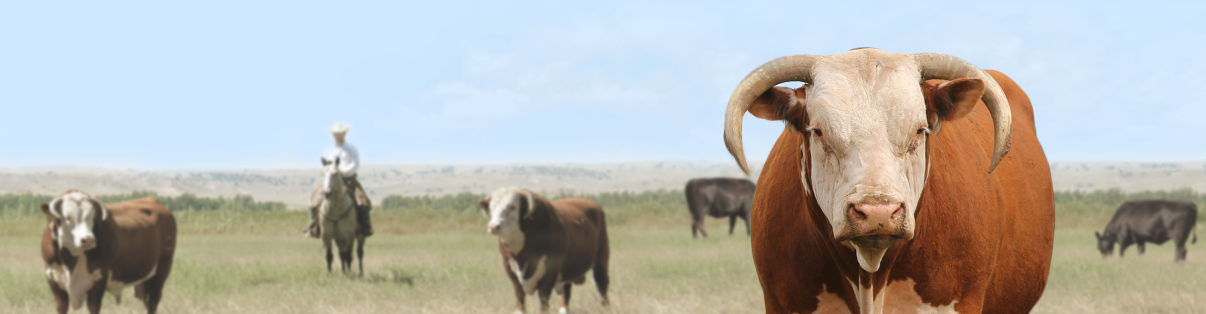 Close-up of a Hereford bull standing in a pasture with blurred cattle and a cowboy on horseback in the background
