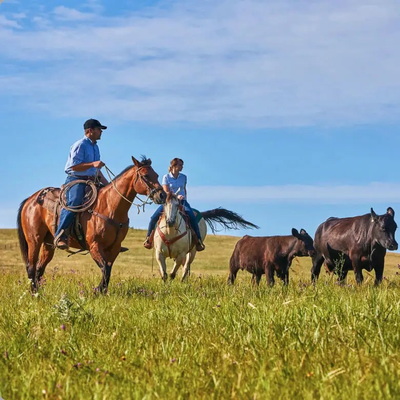 Two riders on horseback herding cattle across an open grassy field.