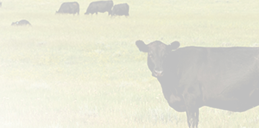 Black cow in grassy pasture with herd grazing in background