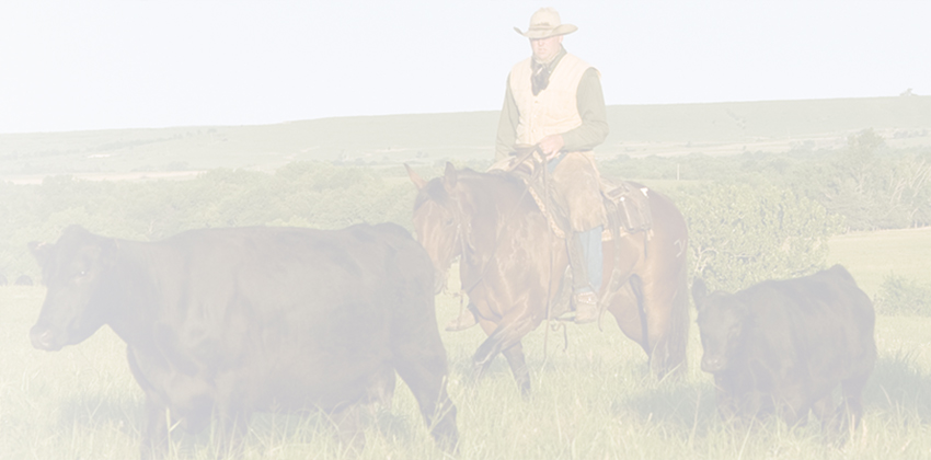 Cowboy riding among grazing cattle in a wide open pasture.