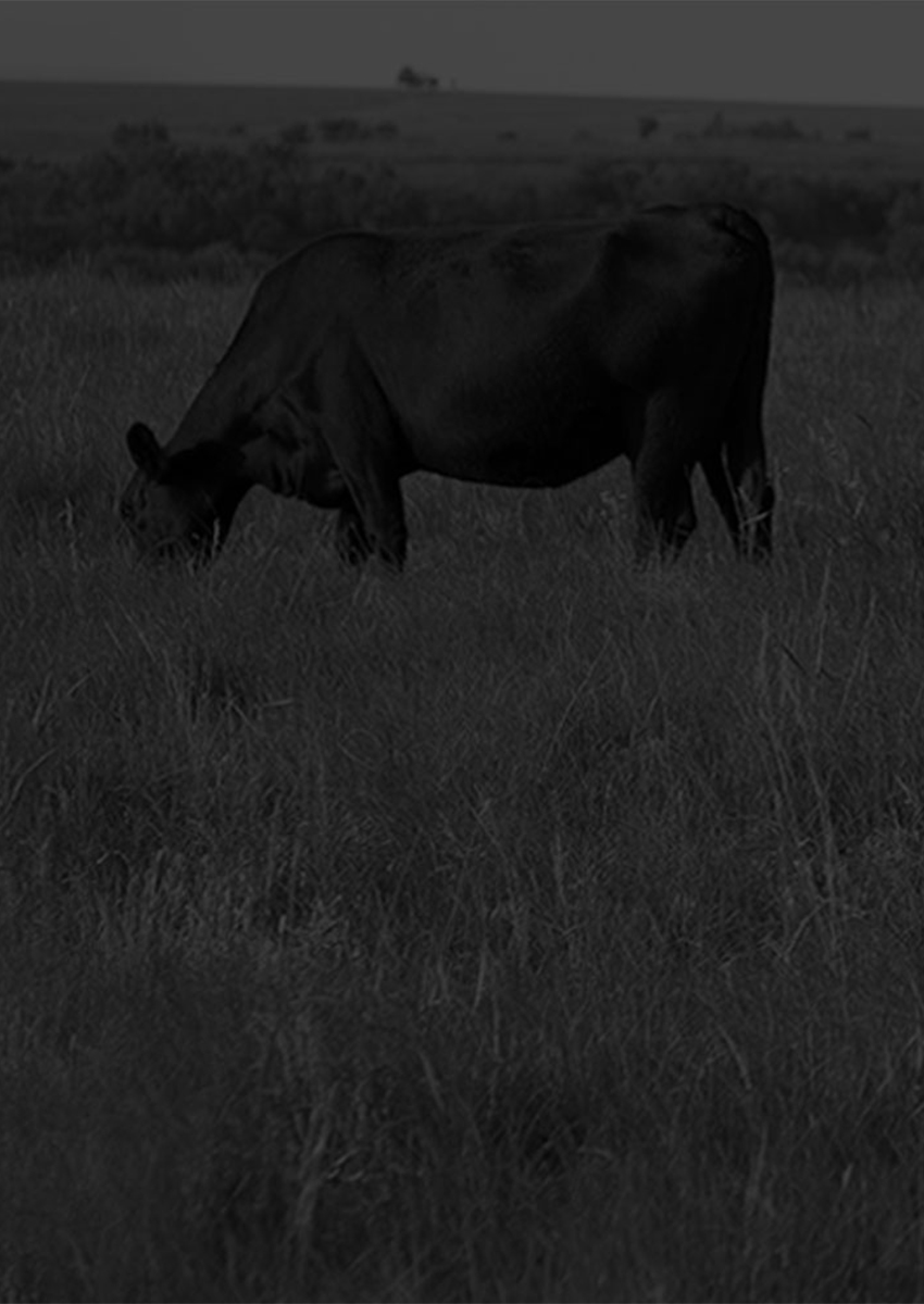 Darkened pasture background with Angus cattle grazing in tall grass