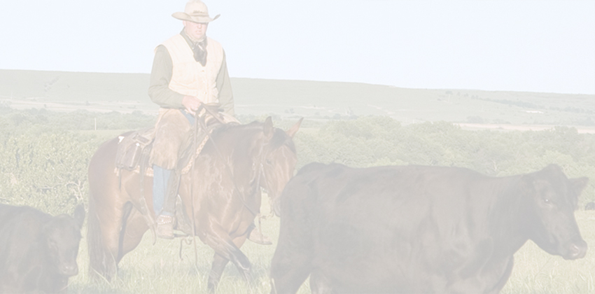 A cowboy on horseback herding cattle in a pasture.