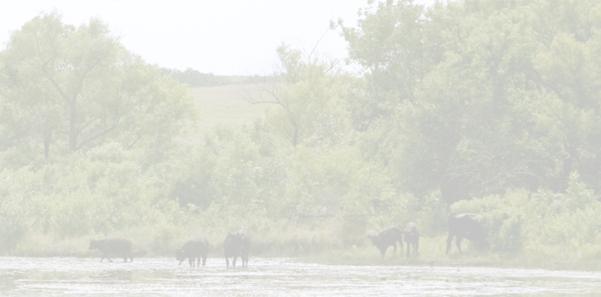 Cows grazing on a hill beside a pond