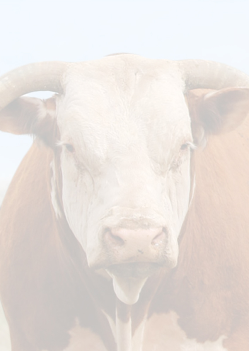 Close-up of a Hereford bull standing in a pasture with blurred cattle and a cowboy on horseback in the background